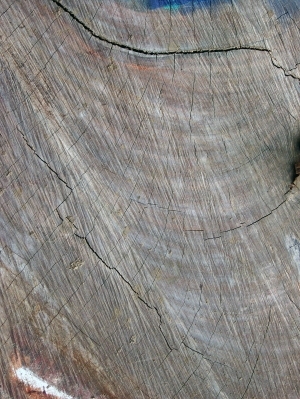 树干切面年轮木材-ID:5871540
