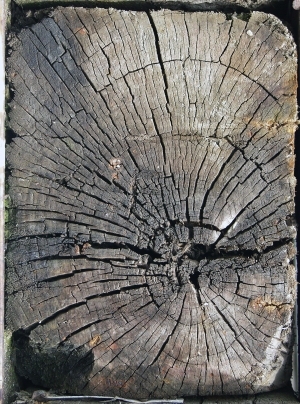 树干切面年轮木材-ID:5871544
