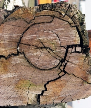 树干切面年轮木材-ID:5871545