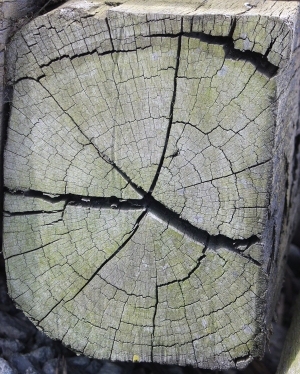 树干切面年轮木材-ID:5871552