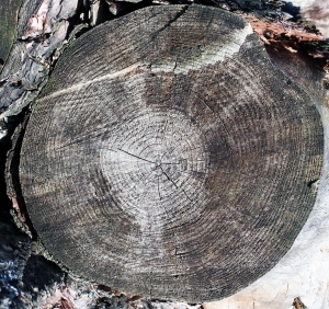 树干切面年轮木材-ID:5871553