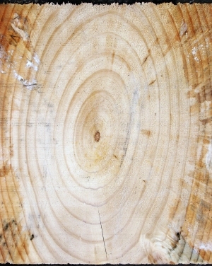 树干切面年轮木材-ID:5871555