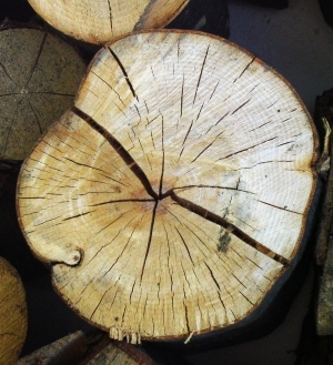 树干切面年轮木材-ID:5871565