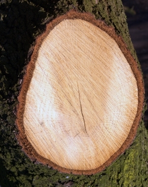 树干切面年轮木材-ID:5871566