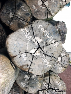 树干切面年轮木材-ID:5871568