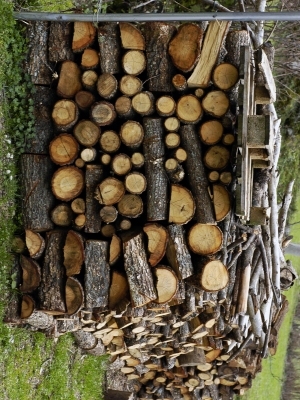树干切面年轮木材-ID:5871572