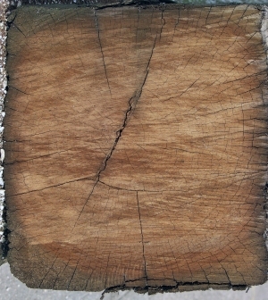 树干切面年轮木材-ID:5871577