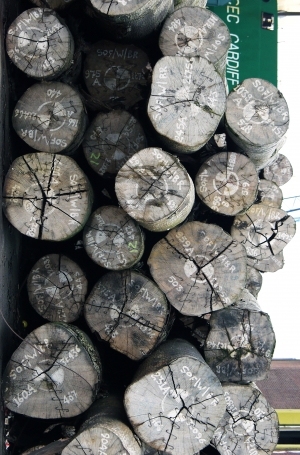 树干切面年轮木材-ID:5871578