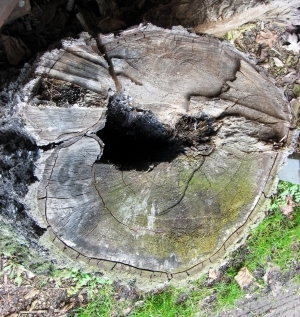 树干切面年轮木材-ID:5871581