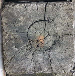 树干切面年轮木材-ID:5871584