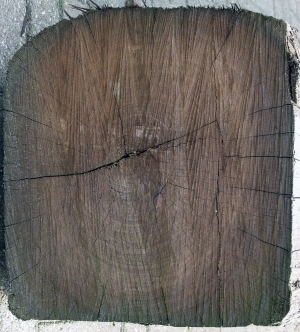 树干切面年轮木材-ID:5871588