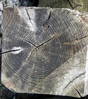 树干切面年轮木材-ID:5871589