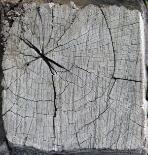 树干切面年轮木材-ID:5871590