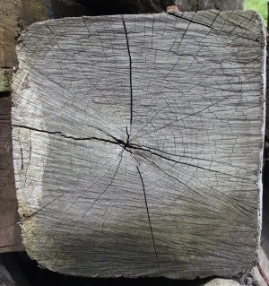 树干切面年轮木材-ID:5871674