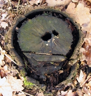 树干切面年轮木材-ID:5871675