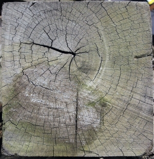 树干切面年轮木材-ID:5871677