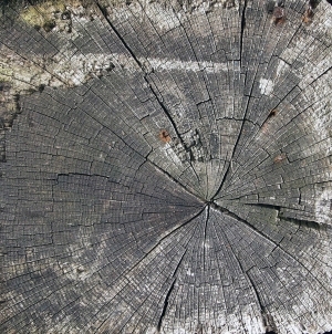 树干切面年轮木材-ID:5871678