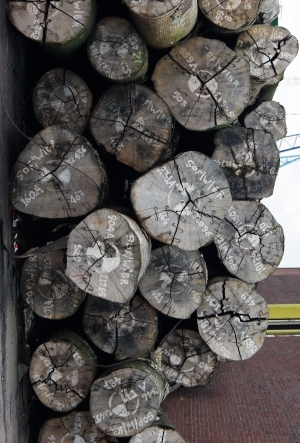 树干切面年轮木材-ID:5871685