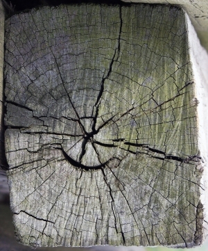 树干切面年轮木材-ID:5871686