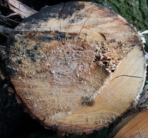 树干切面年轮木材-ID:5871687