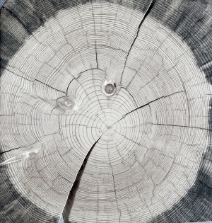 树干切面年轮木材-ID:5871691