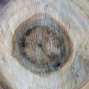 树干切面年轮木材-ID:5871692
