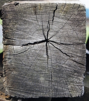 树干切面年轮木材-ID:5871694
