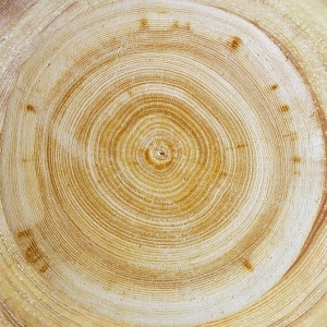 树干切面年轮木材-ID:5871695