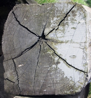 树干切面年轮木材-ID:5871696