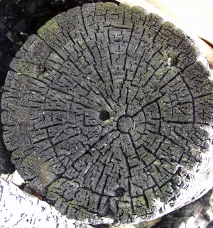 树干切面年轮木材-ID:5871697