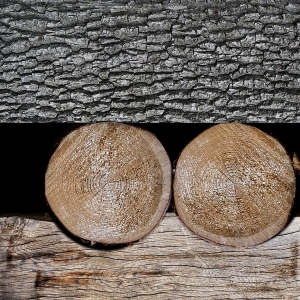 树干切面年轮木材-ID:5871699