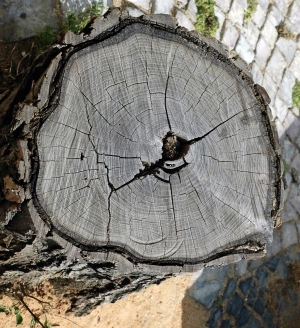 树干切面年轮木材-ID:5871700