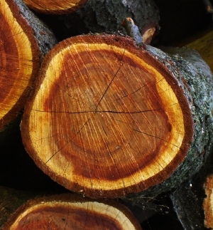 树干切面年轮木材-ID:5871701