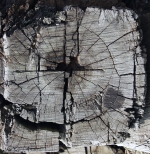 树干切面年轮木材-ID:5871702