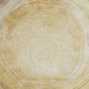 树干切面年轮木材-ID:5871703