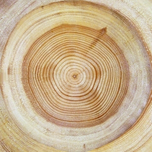 树干切面年轮木材-ID:5871706