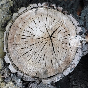 树干切面年轮木材-ID:5871707