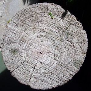 树干切面年轮木材-ID:5871708