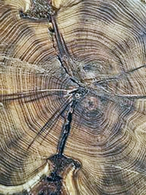 树干切面年轮木材-ID:5871709