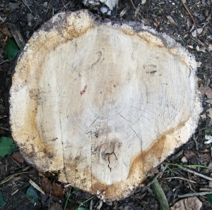 树干切面年轮木材-ID:5871710