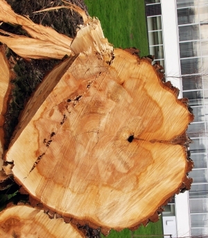 树干切面年轮木材-ID:5871712