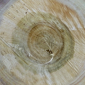 树干切面年轮木材-ID:5871713