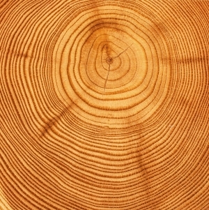 树干切面年轮木材-ID:5871714