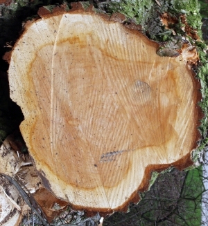树干切面年轮木材-ID:5871715