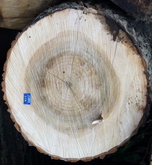 树干切面年轮木材-ID:5871716