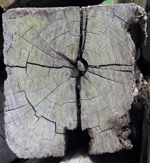 树干切面年轮木材-ID:5871717