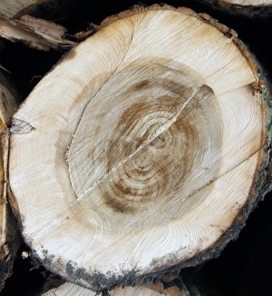 树干切面年轮木材-ID:5871719