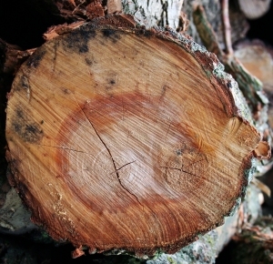 树干切面年轮木材-ID:5871721