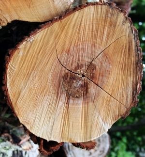 树干切面年轮木材-ID:5871722
