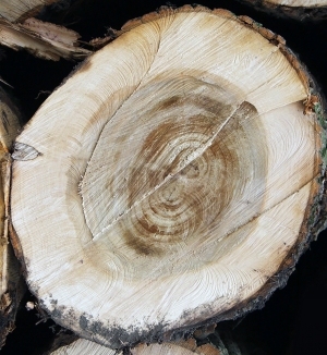 树干切面年轮木材-ID:5871728